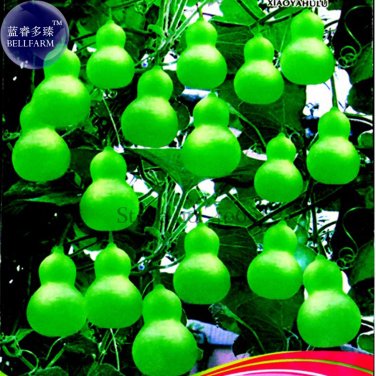 Jindi' Small Gourd 8 fruit for handicraft very interesting OJD201Y SEEDS