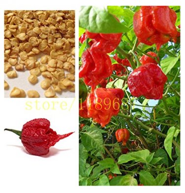 200 ghost pepper chili vegetable Fresh Rare Red Carolina Reaper Pepper (hot chilli ) SEEDS