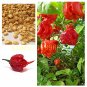 200 ghost pepper chili vegetable Fresh Rare Red Carolina Reaper Pepper (hot chilli ) SEEDS