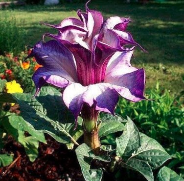 20 Purple Moonflower Gorgeous Night Blooming Beautiful Flower Home  SEEDS