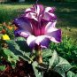 20 Purple Moonflower Gorgeous Night Blooming Beautiful Flower Home  SEEDS