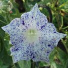 50 Ipomoea Nil Morning Glory Flower Annual Beautiful Home  T3 SEEDS