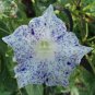 50 Ipomoea Nil Morning Glory Flower Annual Beautiful Home  T3 SEEDS