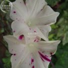 50 Ipomoea Nil Morning Glory Flower Annual Beautiful Home  T5 SEEDS