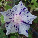 50 Ipomoea Nil Morning Glory Flower Annual Beautiful Home  T6 SEEDS
