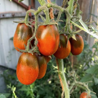 Chocolate Pear-shaped Cherry Tomato 100 SEEDS