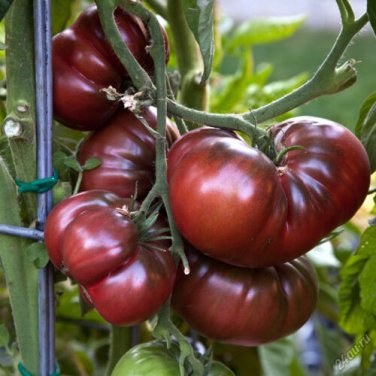 Giant Black Krim Tomato Hybrid F2 Vegetables 100 SEEDS