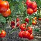 Solanum lycopersicum L. Tomato Shirley F1 Hybrid 100 SEEDS