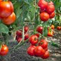 Solanum lycopersicum L. Tomato Shirley F1 Hybrid 100 SEEDS