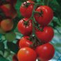 Solanum lycopersicum L. Tomato Shirley F1 Hybrid 100 SEEDS