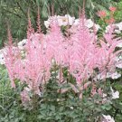 Mighty Pip Astilbe  Flower 100 SEEDS  Huge Astilbe with Huge Blooms
