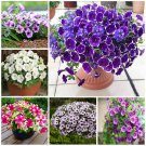 Pixie Dust Combination Petunia Annual Plant Bonsai Flower 100 SEEDS