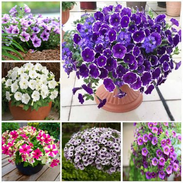 Pixie Dust Combination Petunia Annual Plant Bonsai Flower 100 SEEDS
