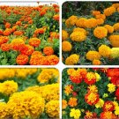 Mixed Chrysanthemum Rose Pink Orange Yellow Red Marigold Flowers 100 SEEDS