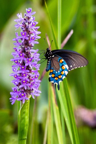 Rare Colorful Wrinkleds attracting butterfly balcony planting