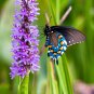 Rare Colorful Wrinkleds attracting butterfly balcony planting