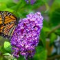 Rare Colorful Wrinkleds attracting butterfly balcony planting