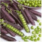 Rare Heirloom Black Big Pea 5 SEEDS