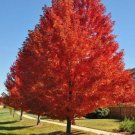 Autumn Blaze Red Maple Tree 20 SEEDS