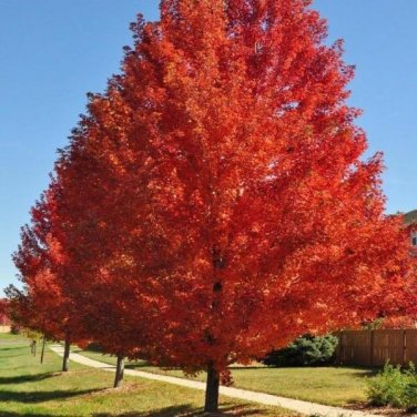 Autumn Blaze Red Maple Tree 20 SEEDS