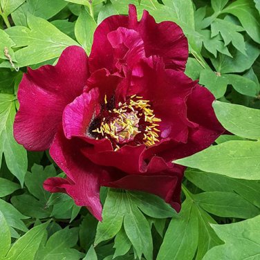 Red Rockii Tree Peony Garden Flowers 5 SEEDS