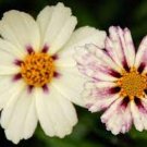 Star Cluster White Purple Coreopsis Mound-shaped Flowers 20 SEEDS