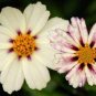 Star Cluster White Purple Coreopsis Mound-shaped Flowers 20 SEEDS