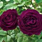New Dark Purple Climbing Rose Flower Organic 50 SEEDS
