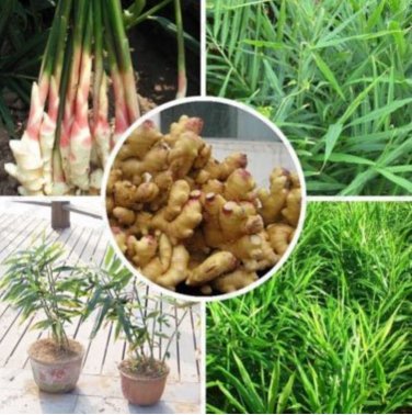 ginger vegetable zingiber officinale balcony fruits and vegetables - 100  SEEDS