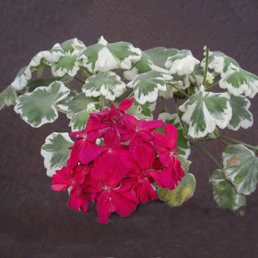 10 Warrenorth Smokey Quartz Zonal Geranium Ruby Tint Red Double Pelargonium Flowers SEEDS