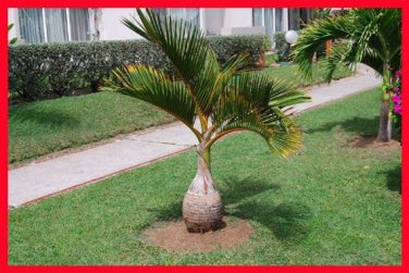 10 Bottle palm tree Exotic s  tree Tropical flower evergreen  pot  SEEDS