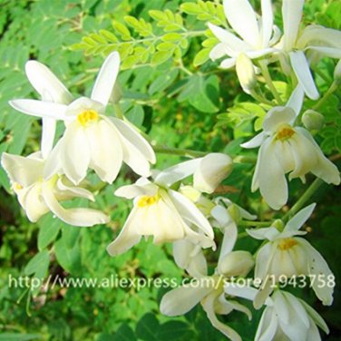 10 Chinese Moringa Edible Home  outdoor food tree - Arcis New SEEDS