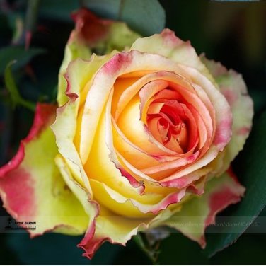 Large Light Yellow Rose Flower 50 Light Fragrant Rose SEEDS