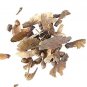 Maple Tree Palatum  20 Purple Blue Ghost Japanese Flower Tree Potted   SEEDS