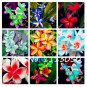 200 Plumeria ( Frangipani Hawaiian Lei Flower ) Rare Exotic Flower Egg Flower  SEEDS