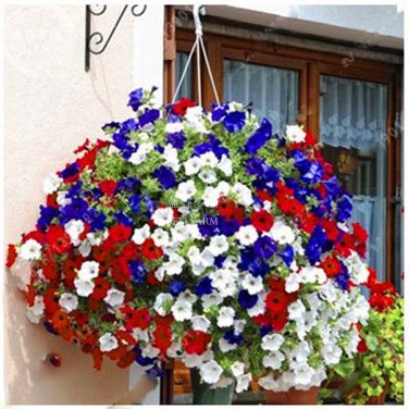 200 Rare Morning Glory Flowers Very Beautiful Flowers Home T3 SEEDS