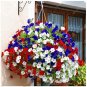 200 Rare Morning Glory Flowers Very Beautiful Flowers Home T3 SEEDS