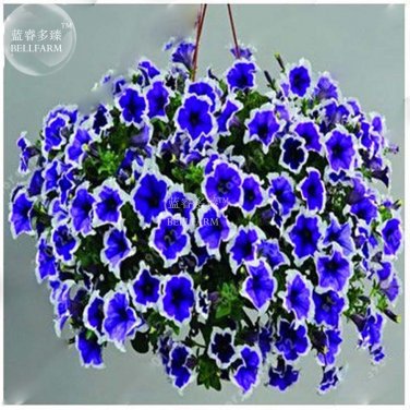 200 Rare Morning Glory Flowers Very Beautiful Flowers Home T4 SEEDS