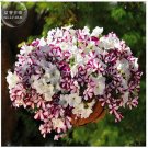 200 Rare Morning Glory Flowers Very Beautiful Flowers Home T5 SEEDS