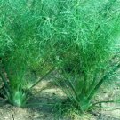 Florence Fennel 400 Anise Aroma hardy herb Landscape Flower Licorice SEEDS