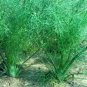 Florence Fennel 400 Anise Aroma hardy herb Landscape Flower Licorice SEEDS