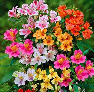100 Alstroemeria Peruvian Lily Alstroemeria Inca Bandit- Princess lily  SEEDS