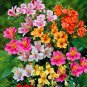 100 Alstroemeria Peruvian Lily Alstroemeria Inca Bandit- Princess lily  SEEDS