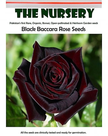 Black Baccara Rose 50 Fragrant Home  SEEDS