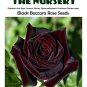 Black Baccara Rose 50 Fragrant Home  SEEDS