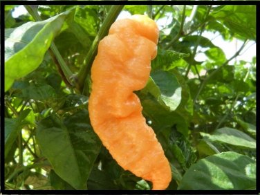 15 Peach Bhut Jolokia Ghost Pepper Extremely HOT chili Rare  Heirloom SEEDS