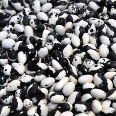 10 Calypso Bush Bean Certified aka Orka beans Yin Yang Caribbean Beautiful SEEDS