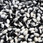 10 Calypso Bush Bean Certified aka Orka beans Yin Yang Caribbean Beautiful SEEDS