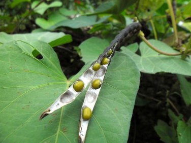 30 Mung Bean Mash Bean Munggo Green soy Vigna radiata F96 delicious sprout SEEDS