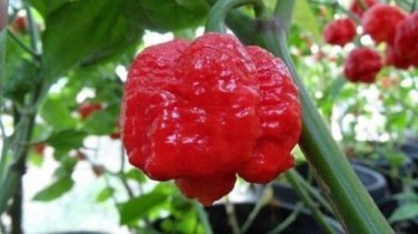 15 Trinidad Moruga Scorpion Worlds Hottest! World Record! Fresh 2020 !Hot! SEEDS
